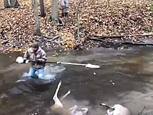 Намертво сцепившихся рогами оленей разделили при помощи пилы