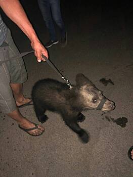 Зоозащитники просят циркачей забрать себе медвежонка из Набережных Челнов