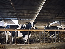 Агрохолдинг «Степь» вошел в рейтинг самых эффективных молочных производств России