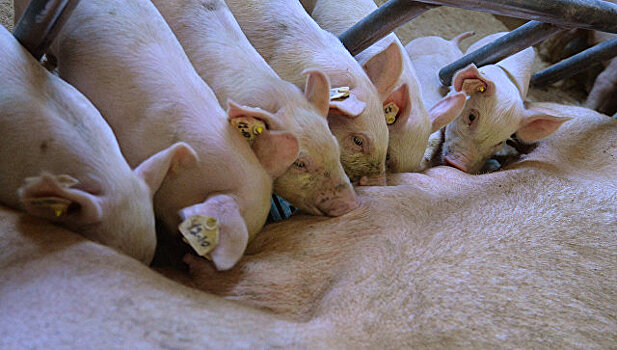 РФ запросила консультации с ЕС по делу о свинине