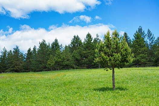 Природа под присмотром: в Самарской области увеличили сеть видеонаблюдения за лесами до 55 камер