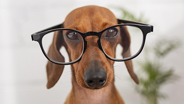 Собаки могут быть умнее, чем мы думаем