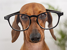 Собаки могут быть умнее, чем мы думаем