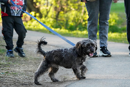 Новые правила выгула собак в Подмосковье: прогулки только на площадках и намордники
