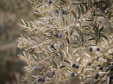 Кахетинские маслины выходят на мировой рынок