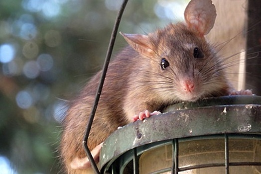 В России в два раз увеличился спрос на домашних крыс перед Новым годом