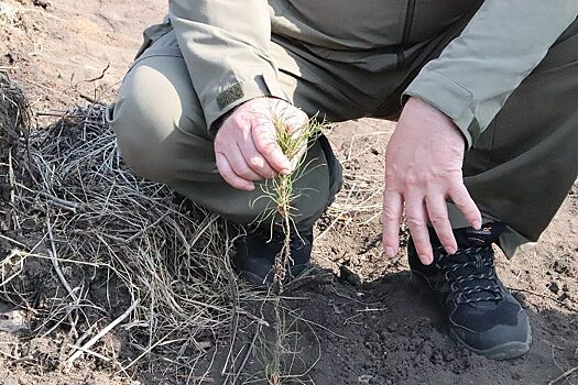 В Красноярском крае начали высаживать саженцы хвойных деревьев