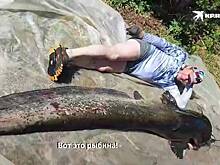 Российский рыбак выловил из Волги 82-килограммового сома