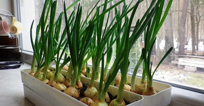 Давно хотите питаться свежими овощами и зеленью? Тогда вырастите их самостоятельно! 3 лучших совета по выращиванию прямо на подоконнике