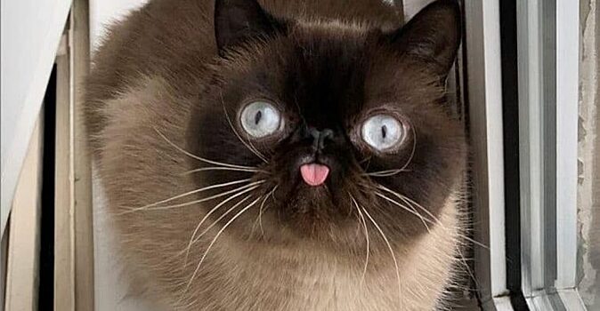 Котёнок с высунутым языком: молодая семья увидела фото малыша и приютила его через 4 недели. Спустя время он покорил социальные сети