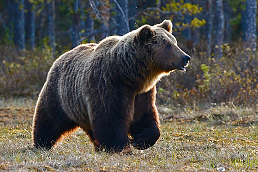 В России туристы всю ночь бегали от медведя по парку