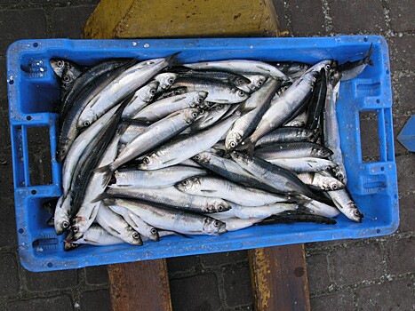 Поддержка рыбной отрасли в России реализуется «на тройку»