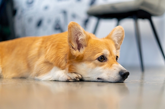 Хейлетиеллез, или хейлетиоз, у собак: лечение и симптомы