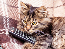 Кот-фанат боевиков покорил Сеть