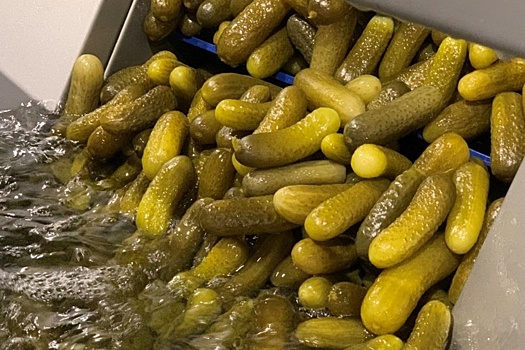 Волгоградские аграрии рассчитывают увеличить переработку