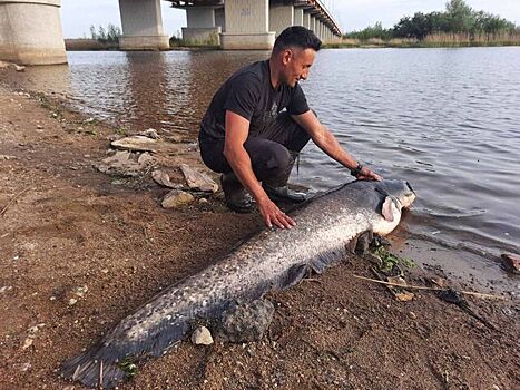 Калининградец выловил в Преголе двухметрового сома