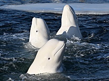 Российские ученые выяснили, что белухи реагируют на человеческую речь