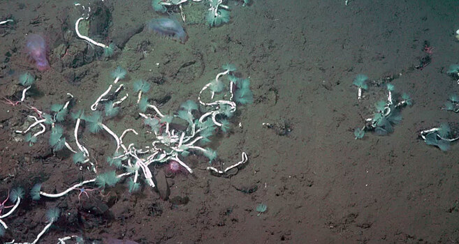 На дне океана найдены пожиратели метана