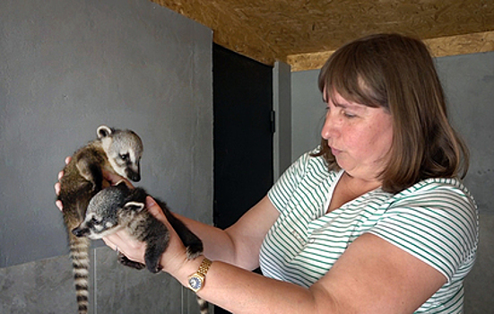 Спасенные из заброшенного сафари-парка носухи обзавелись потомством
