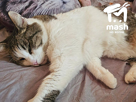 Судьба сброшенной с "Ласточкиного гнезда" кошки Муси решилась