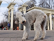 Собянин объявил о запуске суперсервиса "Мой питомец" на mos.ru