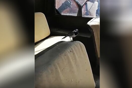 Две птицы попали в плен автомобильного экспоната в Нижегородском кремле