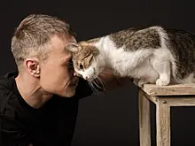 Как завоевать доверие кошки