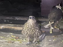 В Омской области полицейские задержали подозреваемых в незаконном обороте краснокнижных птиц