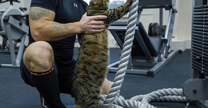 Кот, которого не хотели пускать на самолет, начал худеть