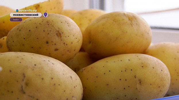 План для "джулии": господдержка помогает селекционерам создавать новые сорта картофеля
