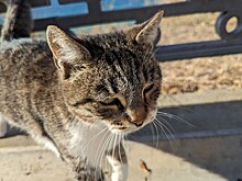 Полицейский в Абинске отбил кошку у стаи собак