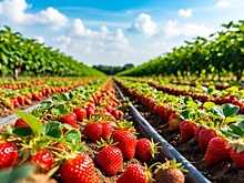 Белгородский юрист стал ягодным фермером в родном селе