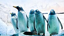 Изменение климата опасно для пингвинов