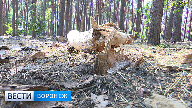 Воронежский парк обследуют после падения сосны на 8-летнего мальчика