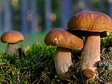 Раскрыта опасность употребления грибов