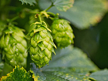 Российские пивовары сообщили об угрозе остановки производства