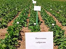 Производство цикория будет развивать Ярославская область