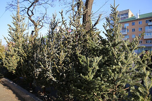 Места под елочные базары разыграют во Владивостоке