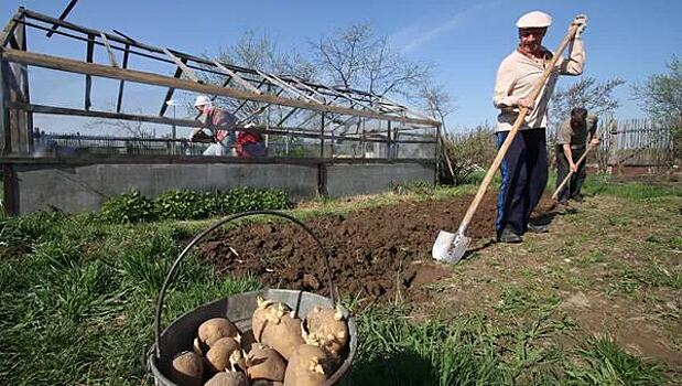 Дачникам рассказали, когда необходимо регистрировать теплицы