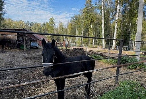 Новосибирские прокуроры запретили казакам выпас лошадей в ботаническом саду