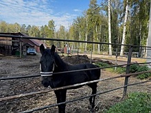 Новосибирские прокуроры запретили казакам выпас лошадей в ботаническом саду