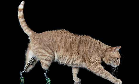 Котик недели: бионический Витуццо с железными лапками