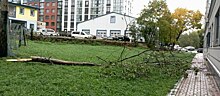 2 тысячи с квартиры: жильцам дома на Гагарина предложили спилить опасные деревья за свой счёт, люди отказались