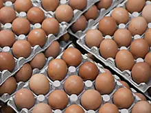 В Европе пожаловались на заполонившие рынок низкосортные яйца с Украины