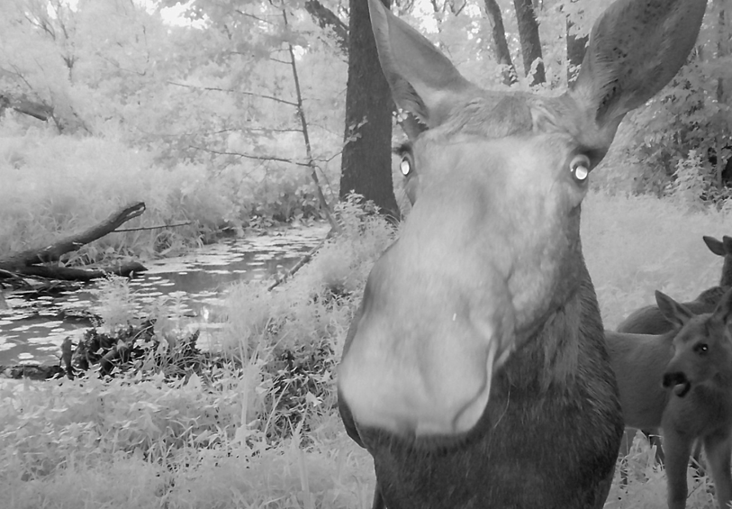 Лось так привязался. Лось Воронежского заповедника. Животные в фотоловушке. Смешные снимки с фотоловушек.