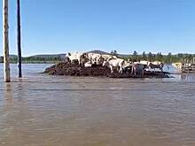 Спасающиеся от паводка коровы из российского села забрались на холм и попали на видео