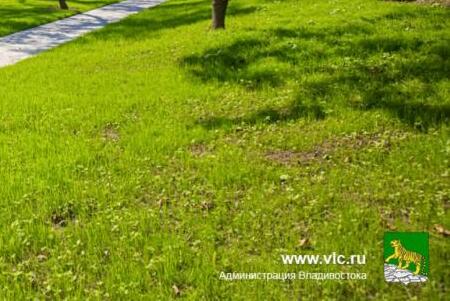 Во Владивостоке проверили состояние деревьев на 38 улицах