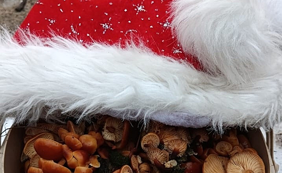 В Курске 1 и 2 января в лесах ведрами собирают опята