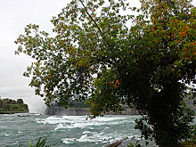 Рослесхоз включил борщевик и ясенелистный американский клен в список вредных растений