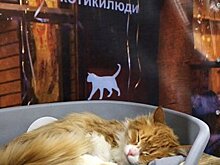 Котокафе откроют в "Аптекарском огороде"
